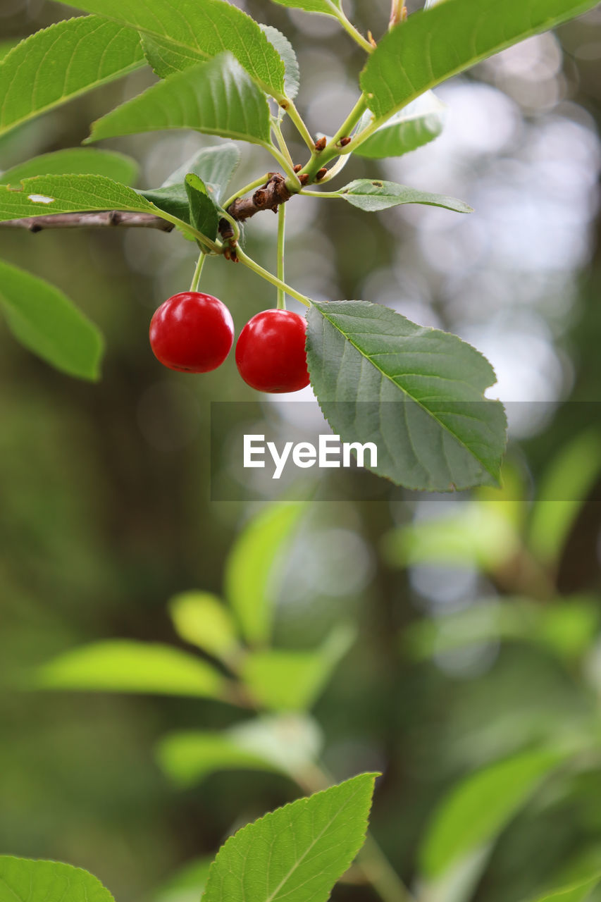 CLOSE-UP OF CHERRIES GROWING ON TREE