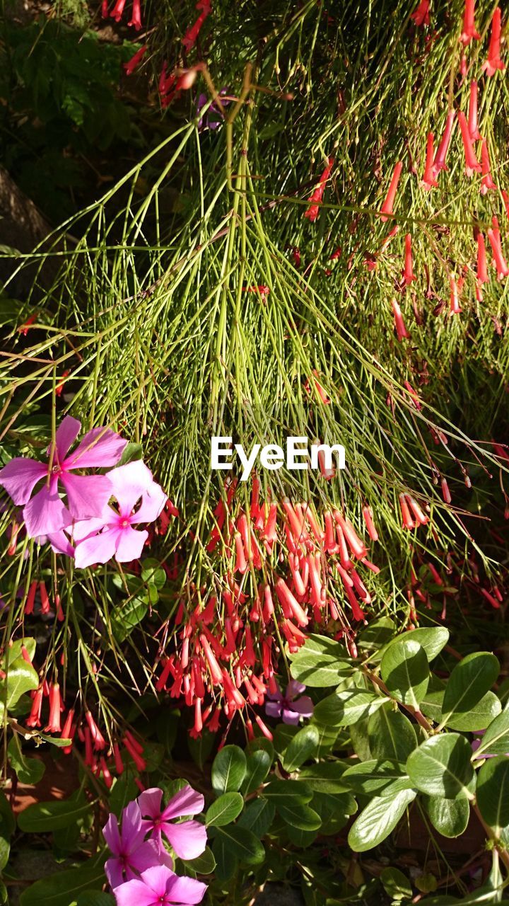 CLOSE-UP OF PINK FLOWER PLANT