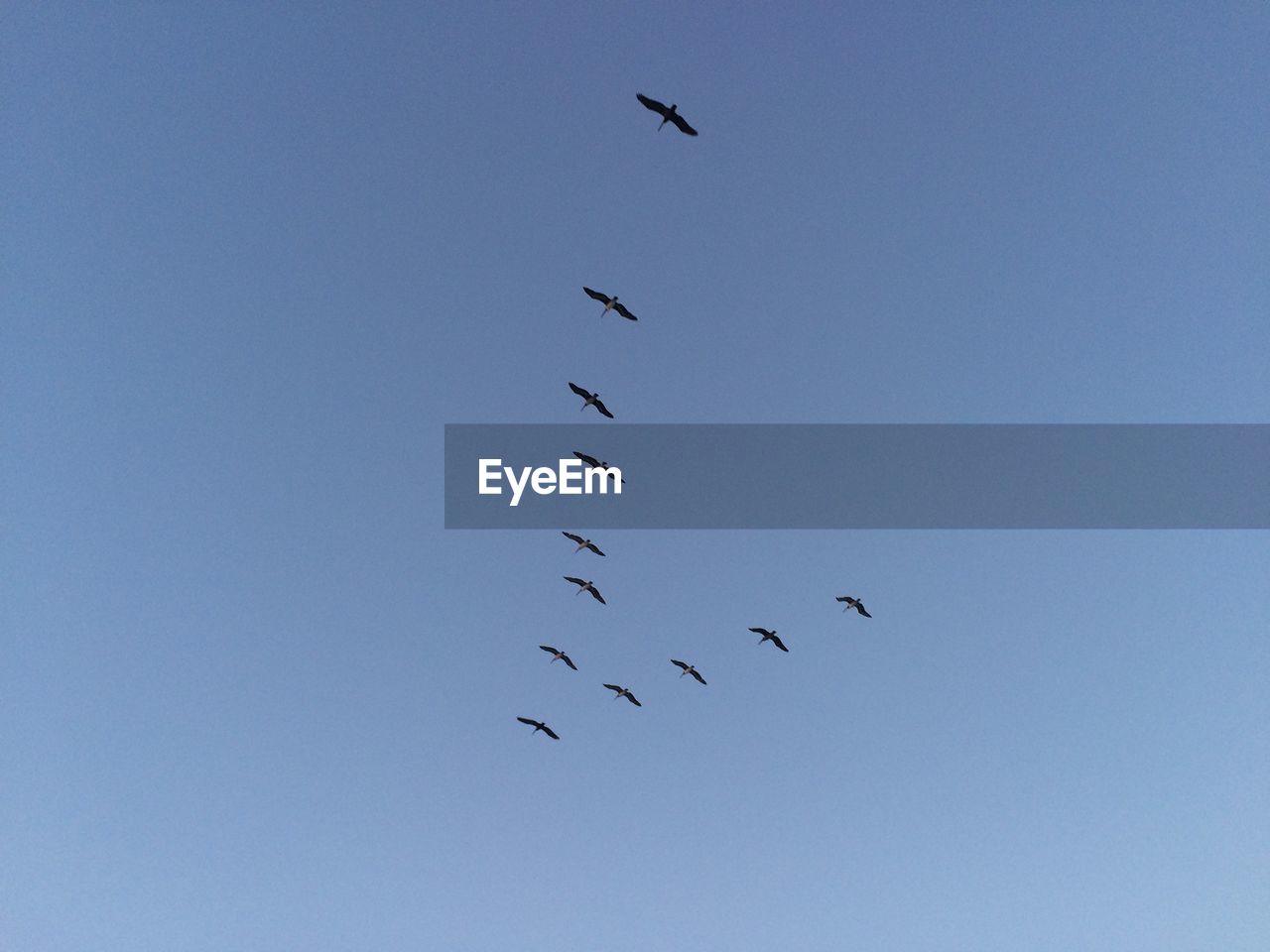 Low angle view of birds flying in v-formation in sky