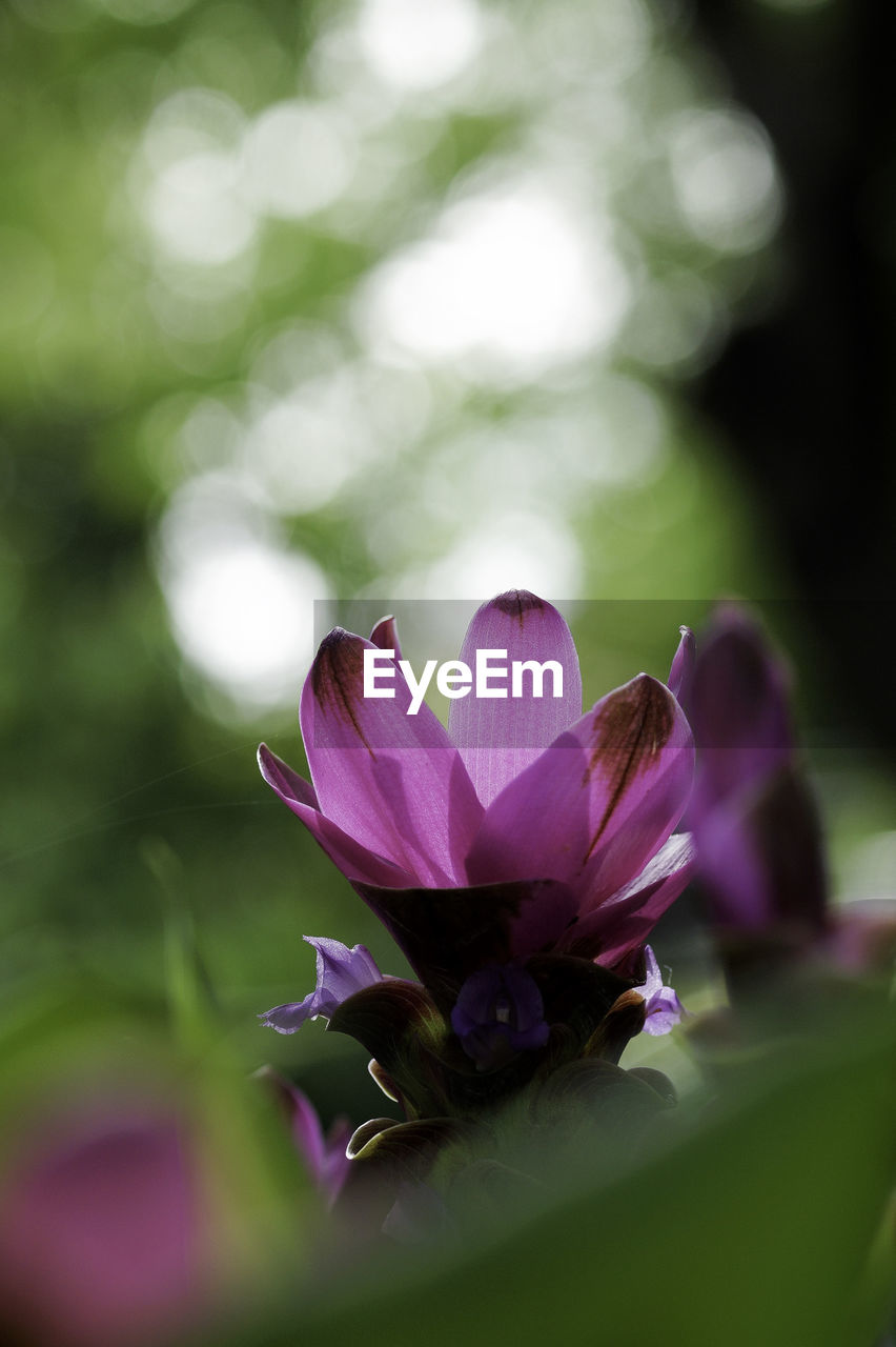 Close-up of pink flower blooming outdoors