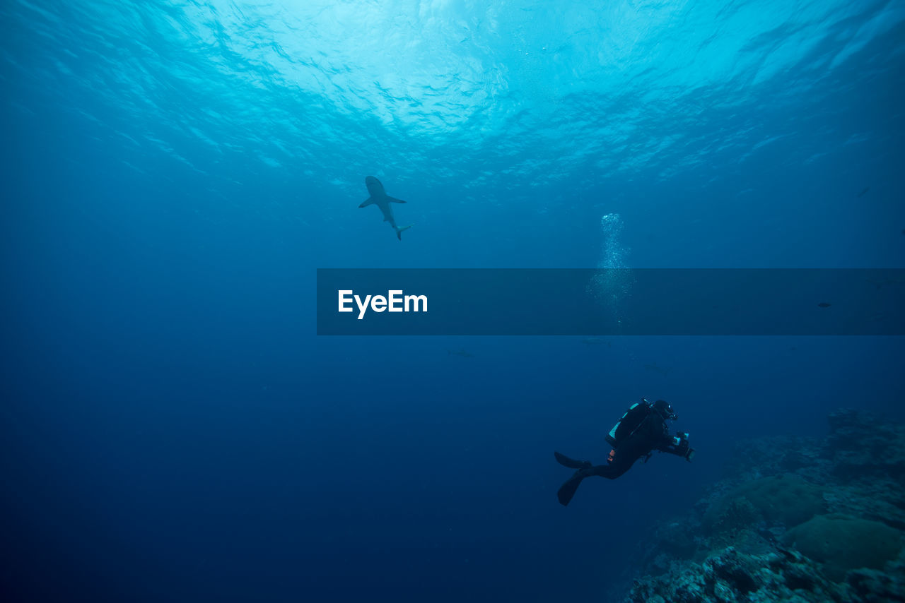 View of ssuba diver swimming in sea