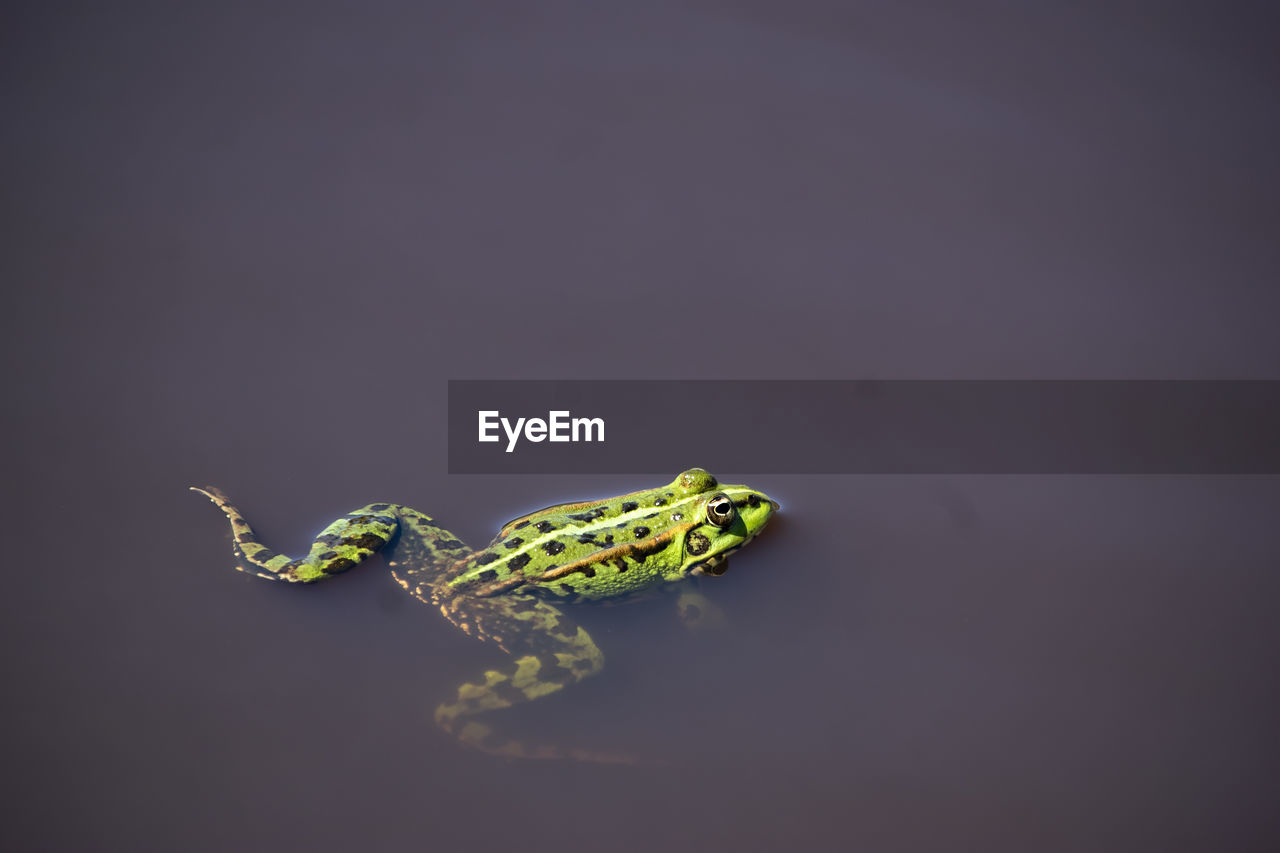 animal themes, animal, one animal, animal wildlife, wildlife, studio shot, no people, macro photography, amphibian, reptile, copy space, yellow, frog, indoors, full length, nature, black background, close-up, green, insect, animal body part, side view