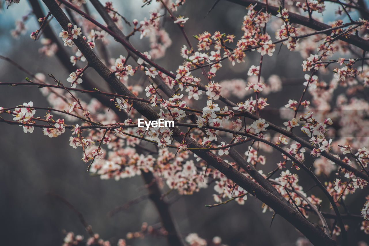 Close-up of cherry blossoms in spring