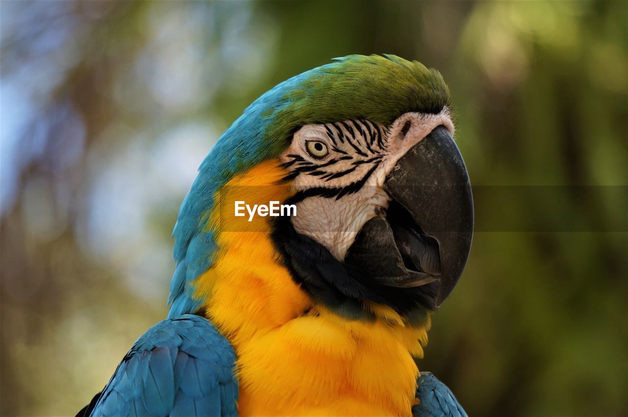 CLOSE-UP OF A PARROT AGAINST BLUE BACKGROUND