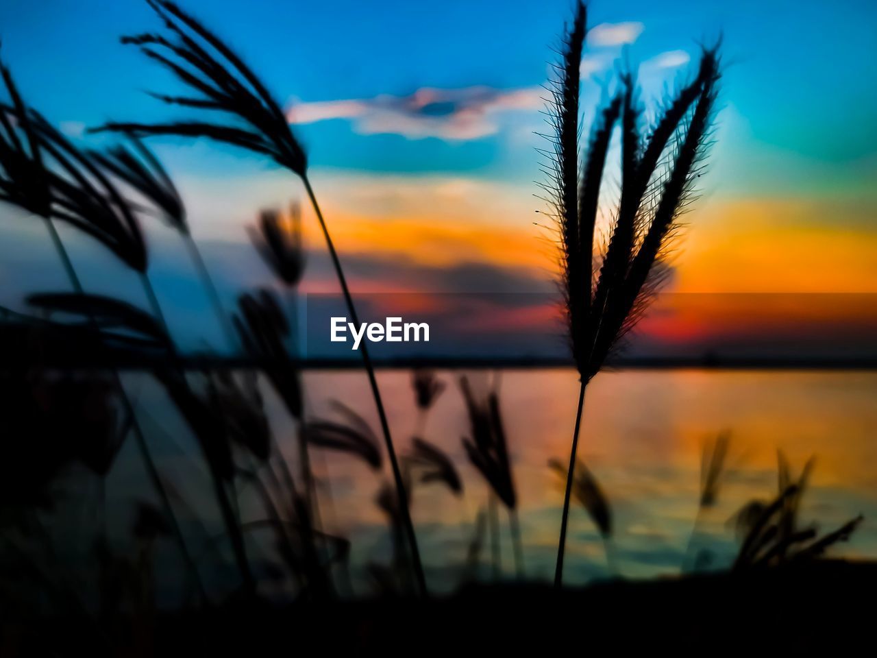 CLOSE-UP OF SILHOUETTE PLANTS AGAINST SUNSET SKY