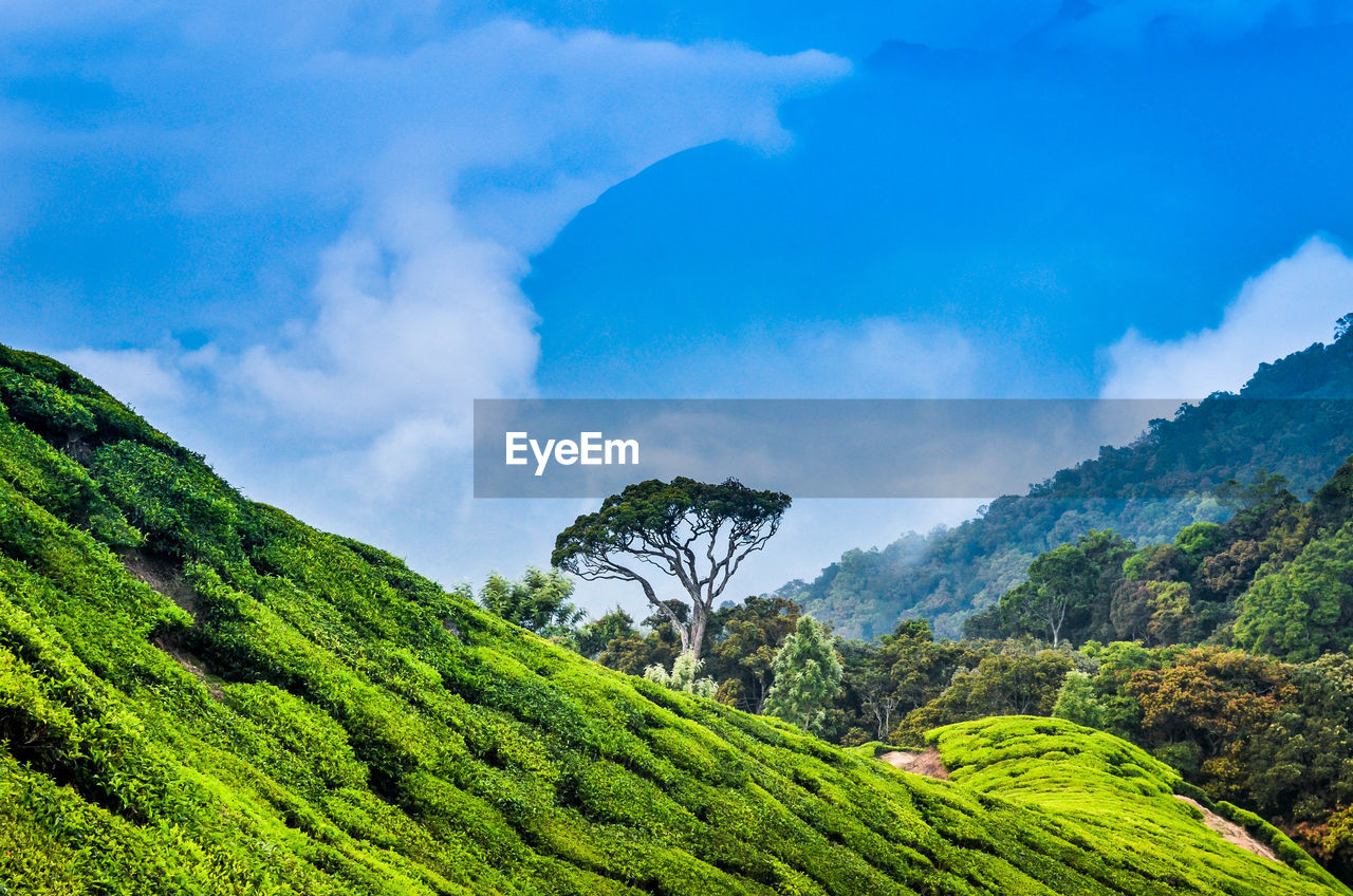 Scenic view of green landscape against cloudy sky