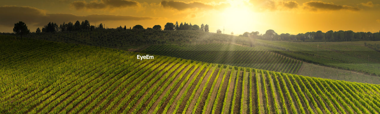 PANORAMIC SHOT OF AGRICULTURAL FIELD AGAINST SKY