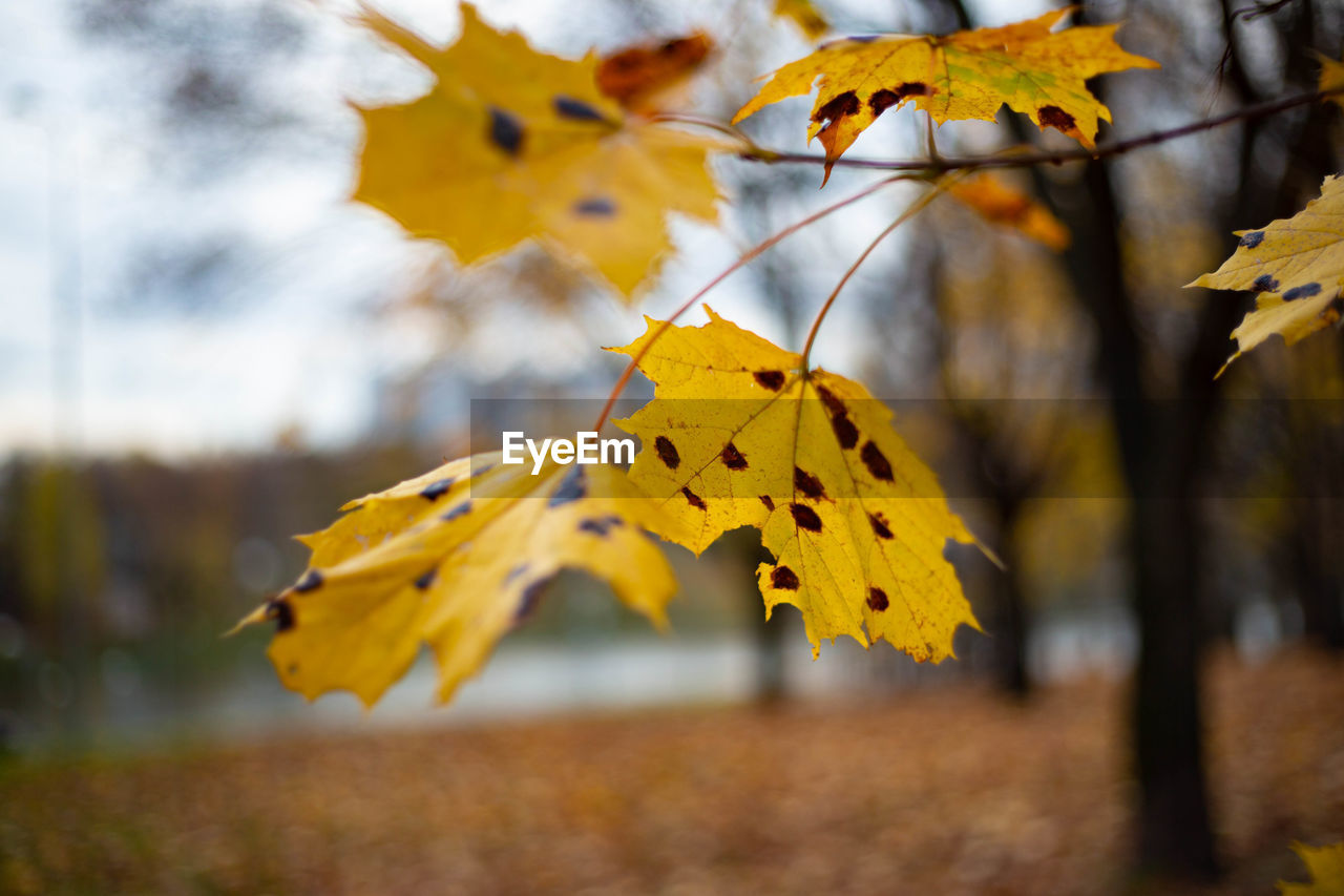 CLOSE-UP OF YELLOW MAPLE LEAF ON BRANCH