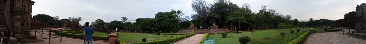 PANORAMIC VIEW OF PLANTS AGAINST SKY