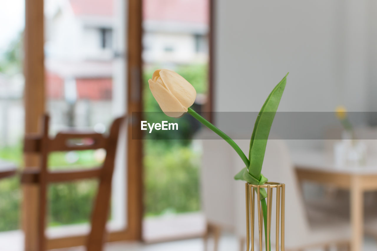 CLOSE-UP OF PLANT AGAINST TABLE AT HOME