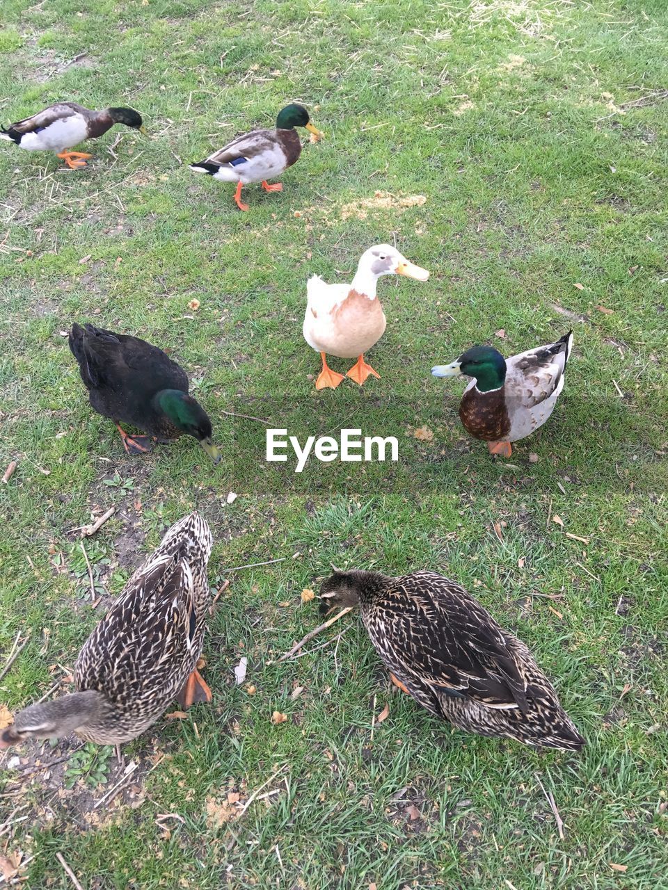 High angle view of ducks on grassy field