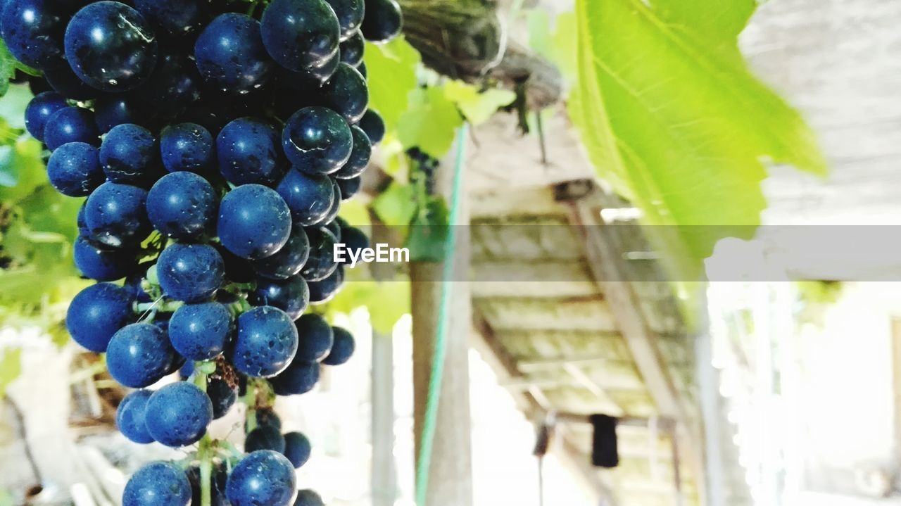 CLOSE-UP OF GRAPES IN VINEYARD