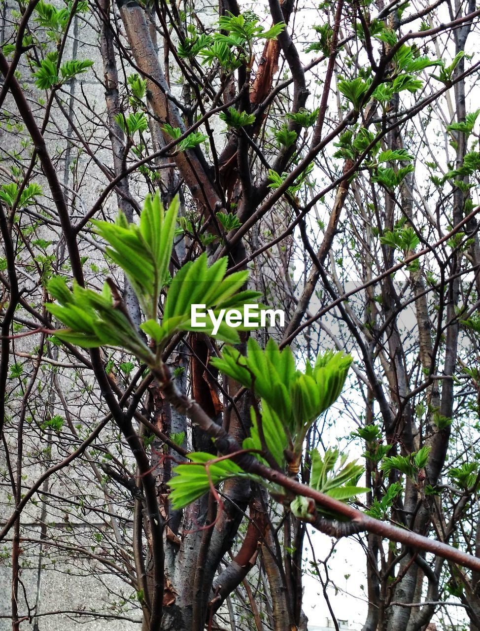 LOW ANGLE VIEW OF TREE LEAVES IN FOREST