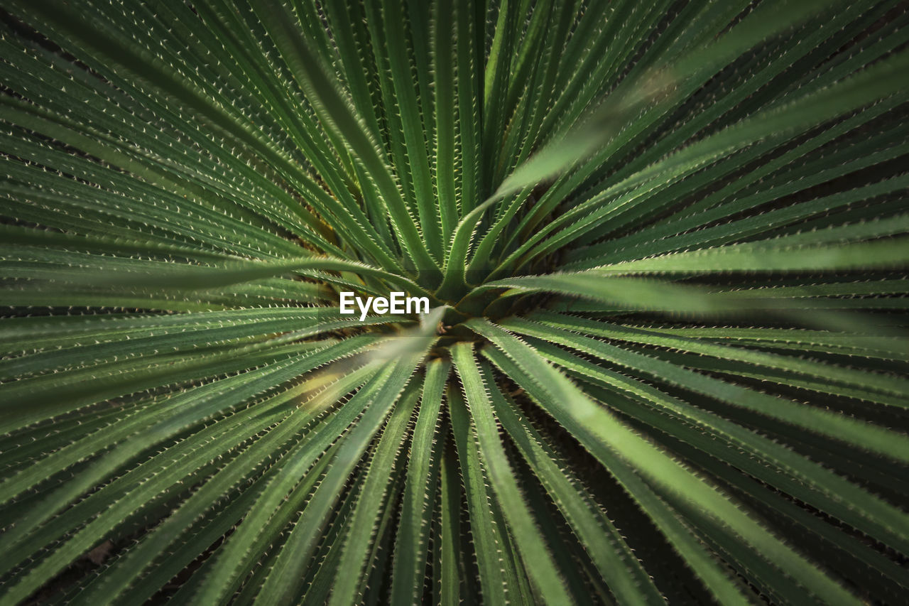 Full frame shot of palm leaves