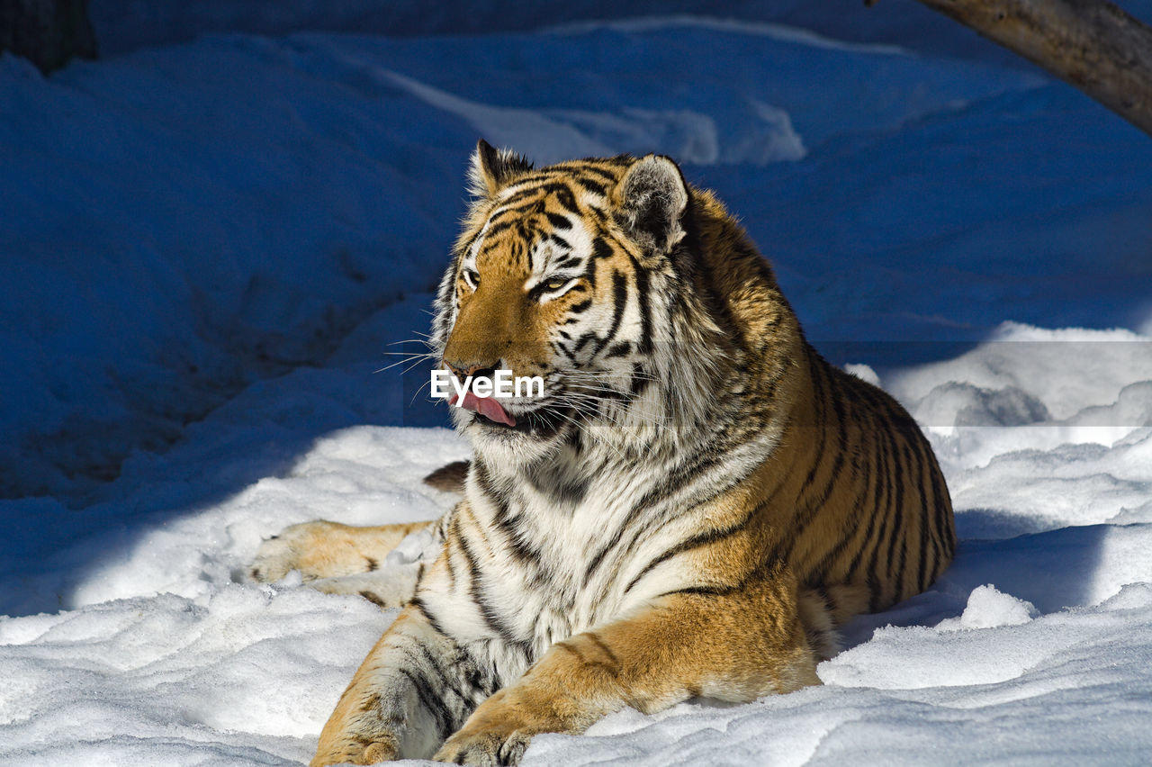 Tiger lies in the snow at the zoo