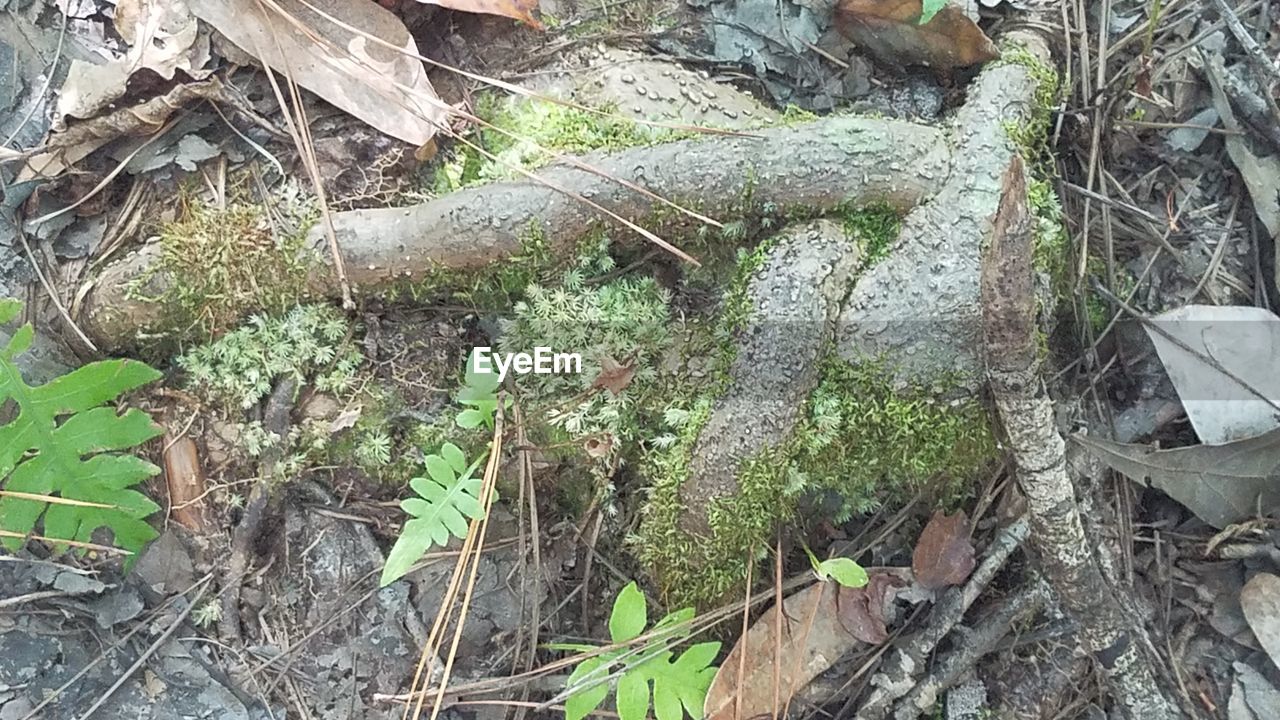 LOW ANGLE VIEW OF SNAKE BY WATER