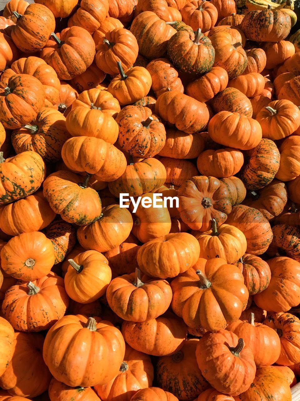 Full frame shot of pumpkins