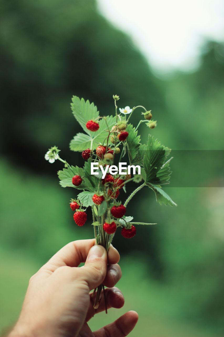 Close-up of hand holding berry plant