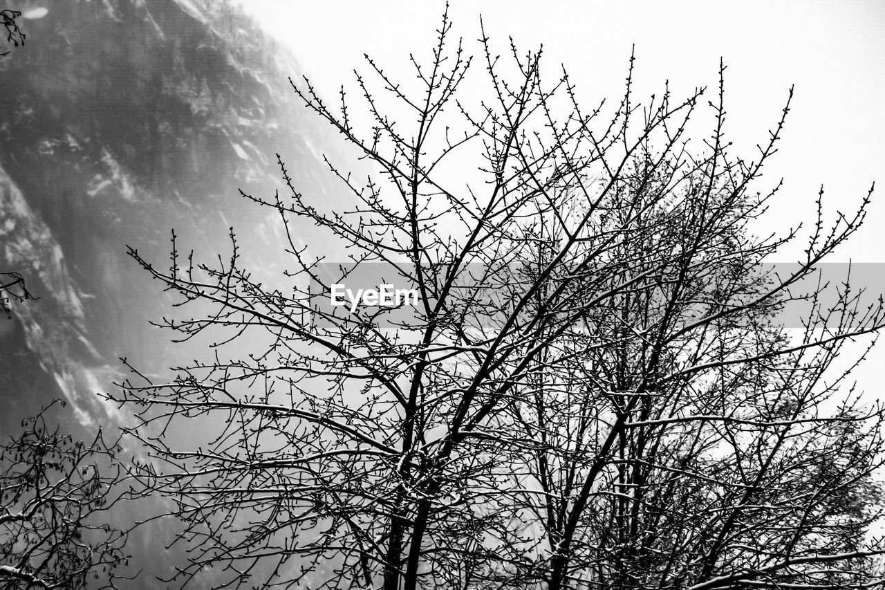 LOW ANGLE VIEW OF BIRD ON BRANCH AGAINST SKY