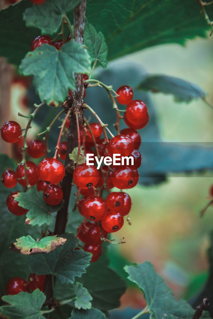 RED BERRIES GROWING ON TREE