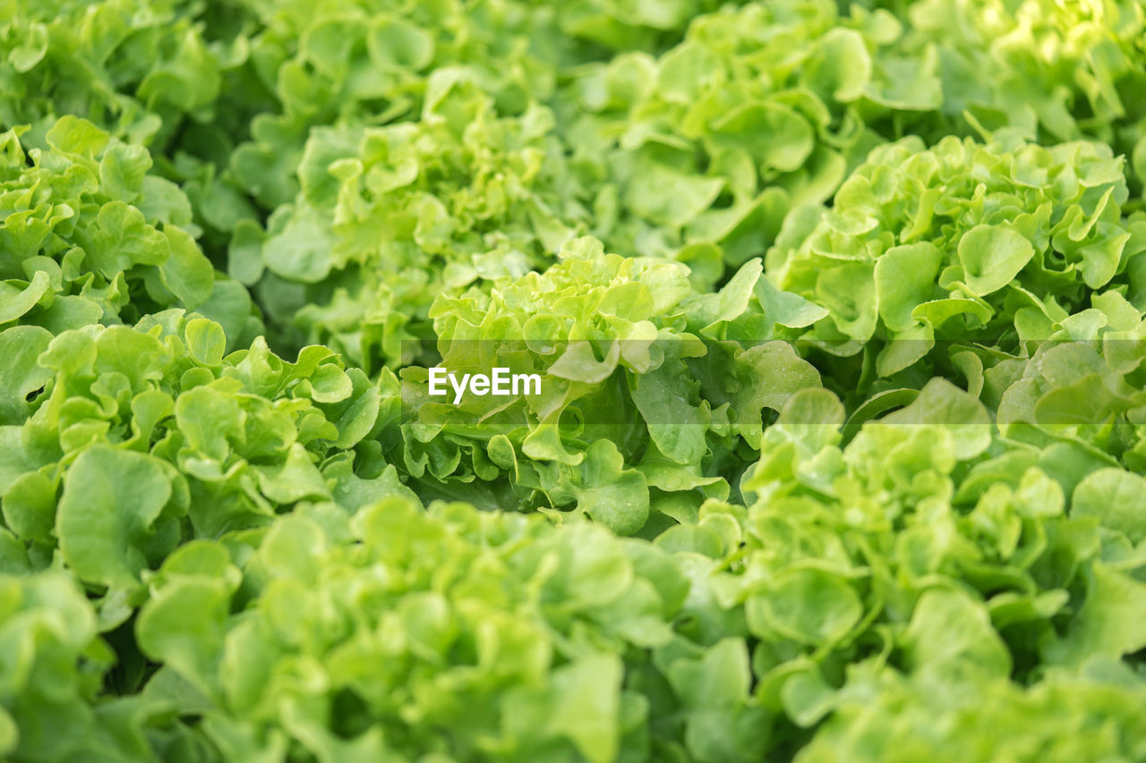 FULL FRAME SHOT OF VEGETABLES