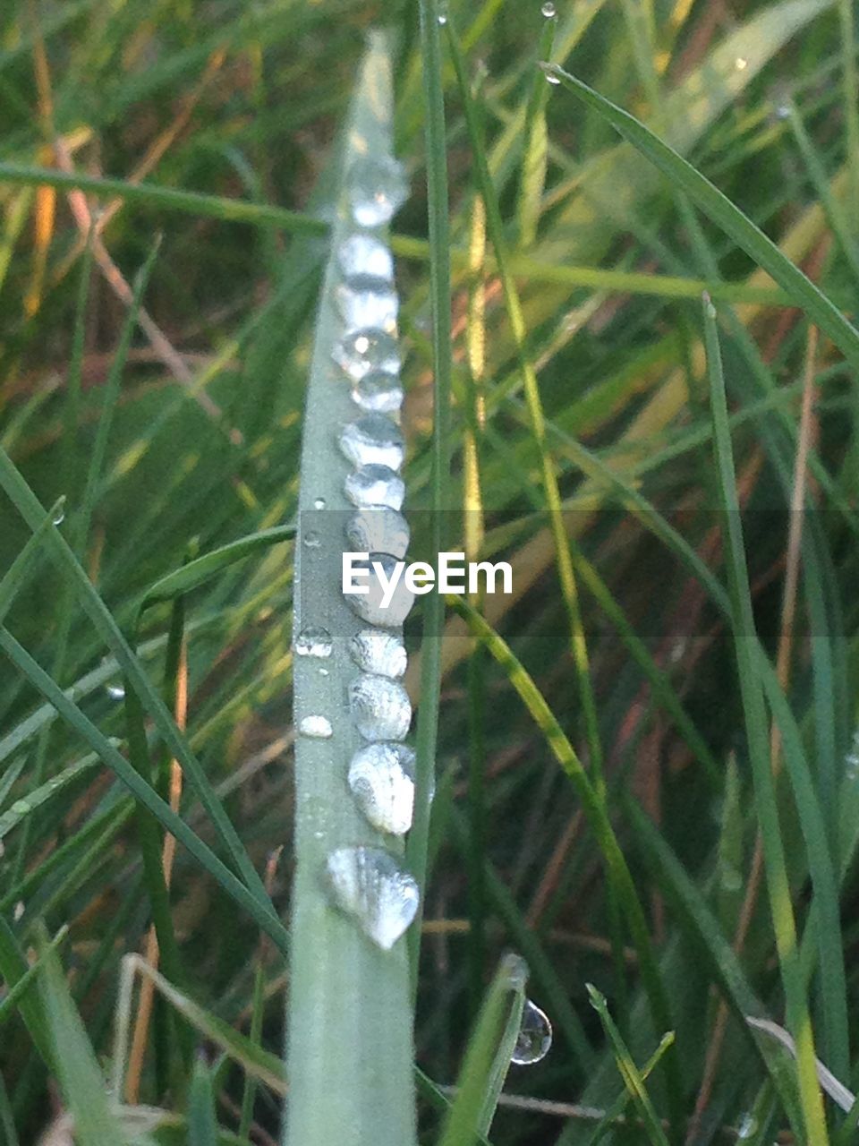 CLOSE-UP OF WET LEAF ON GRASS