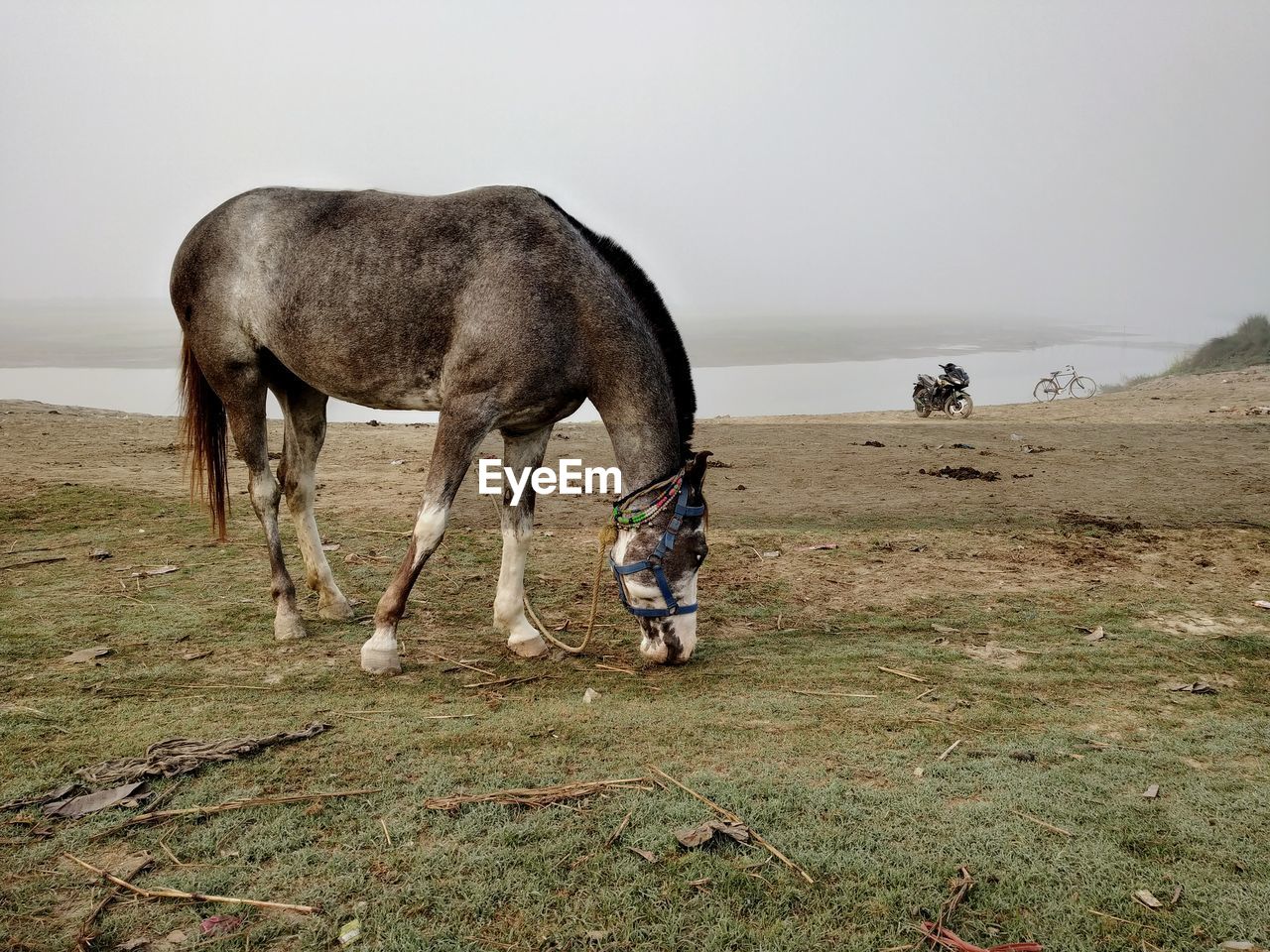 Horses grazing in a field