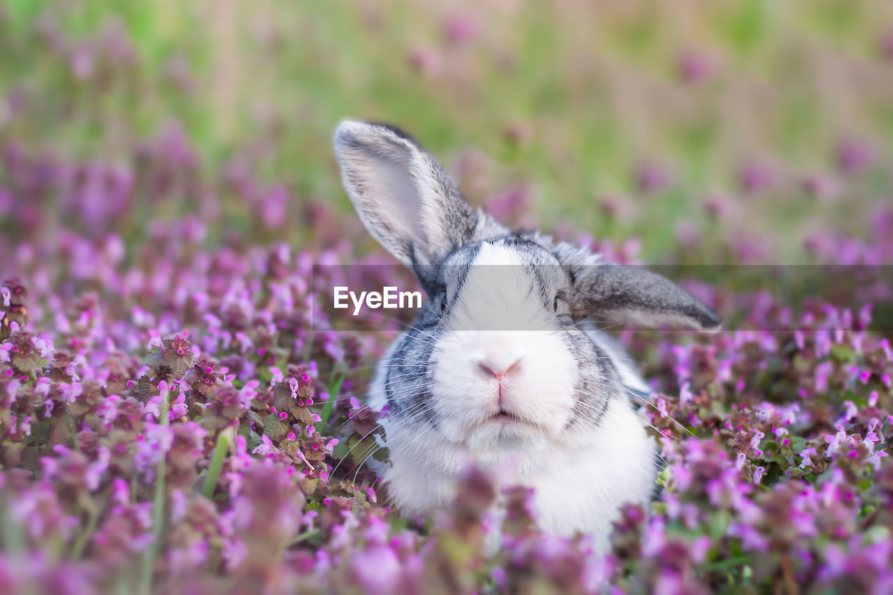 Adorable dutch rabbit outside, bunny sitting in a purple flowers