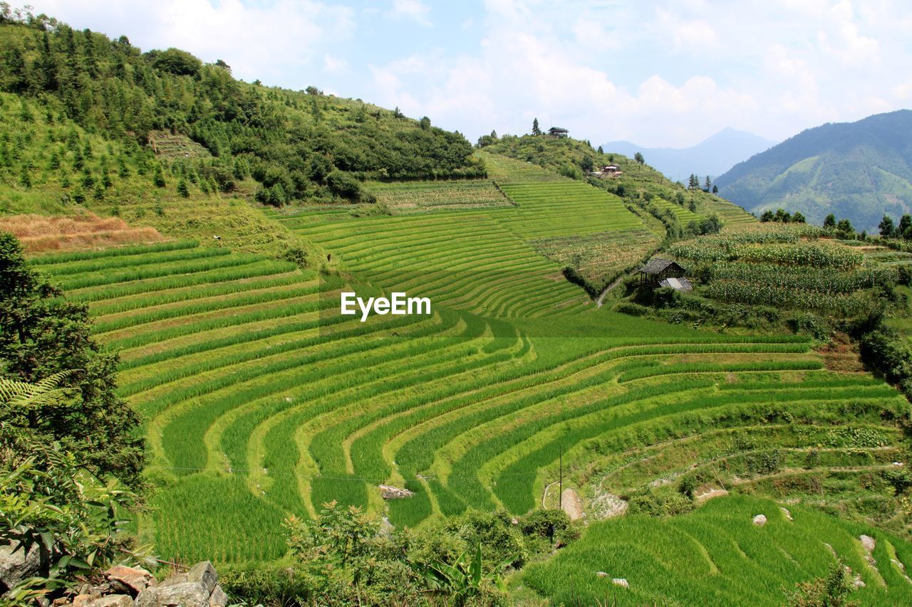 Scenic view of agricultural field against sky