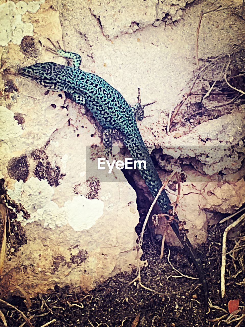 High angle view of lizard on rock