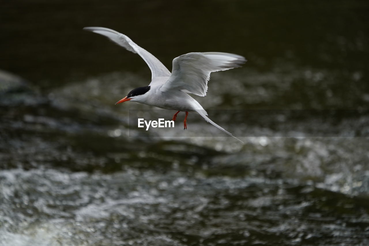 Bird flying over river