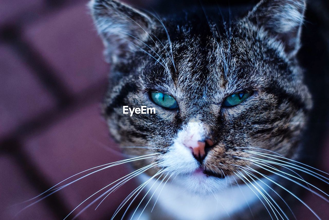 Close-up portrait of a cat with blue eyes