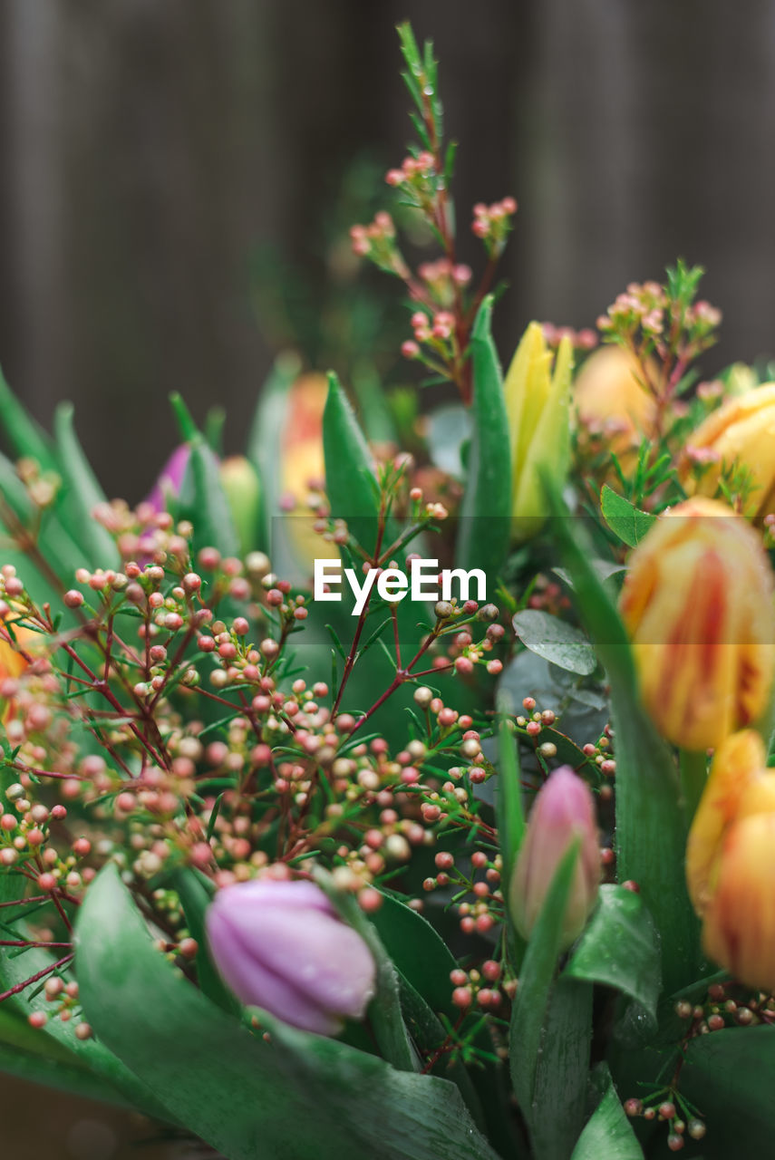 Bouquet of colorful spring tulips on a neutral background.