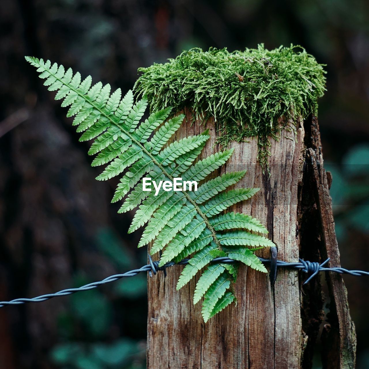 Close-up of green leaves on wooden fence