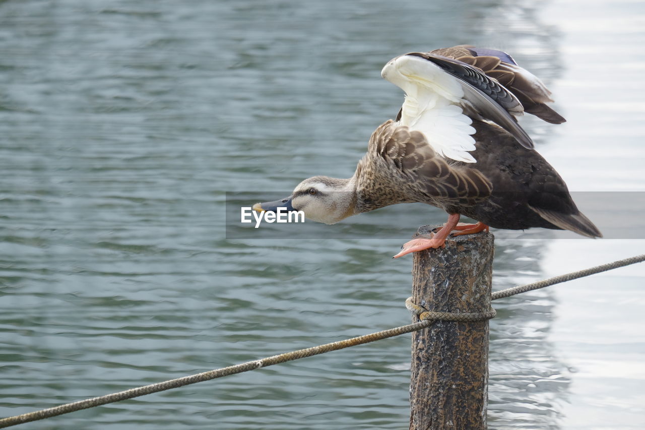 SEAGULLS PERCHING ON WOODEN POST IN LAKE