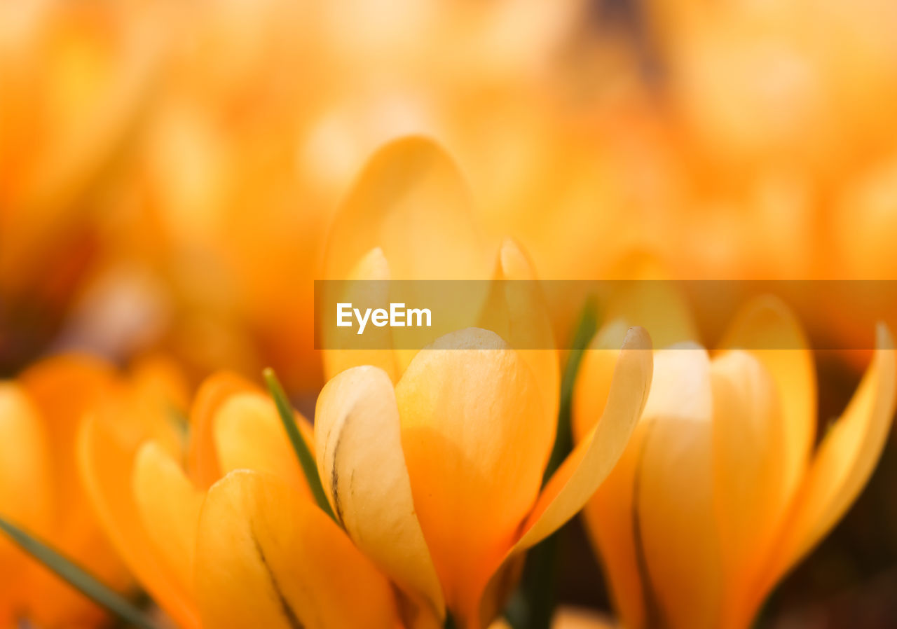 CLOSE-UP OF YELLOW TULIPS