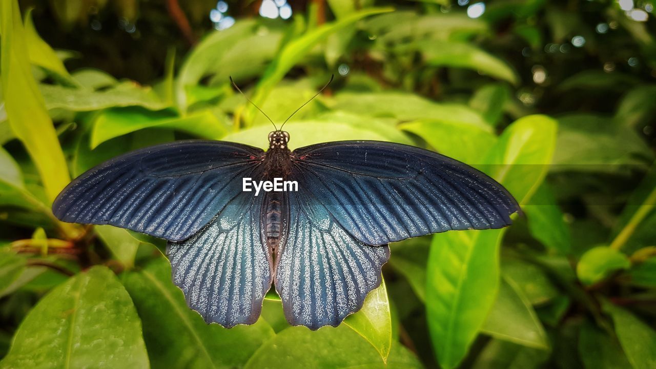 BUTTERFLY ON LEAF