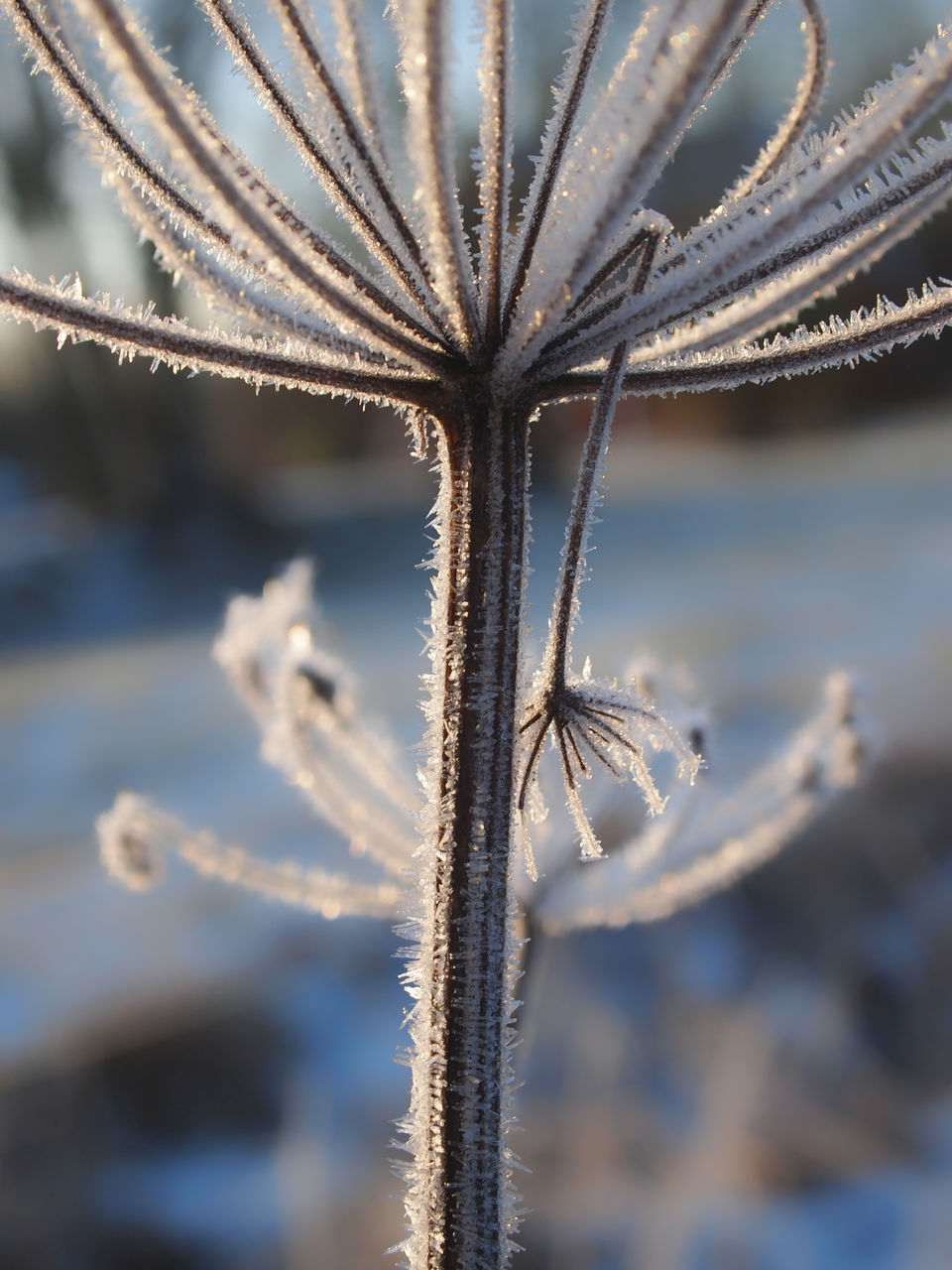 Frost Nature Sparkling Winter Wintertime Beauty In Nature Close-up Cold Temperature Day Daylight Flower Flower Head Growth Nature No People Outdoors Plant Shades Of Winter