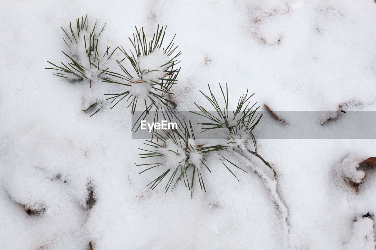 High angle view of frozen plant on snow covered field