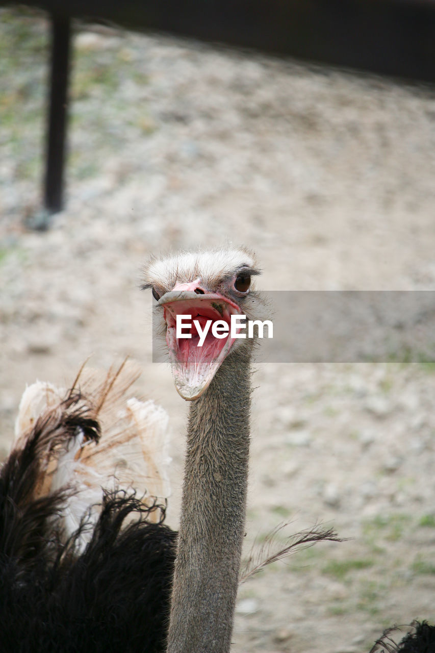 CLOSE-UP OF A BIRD