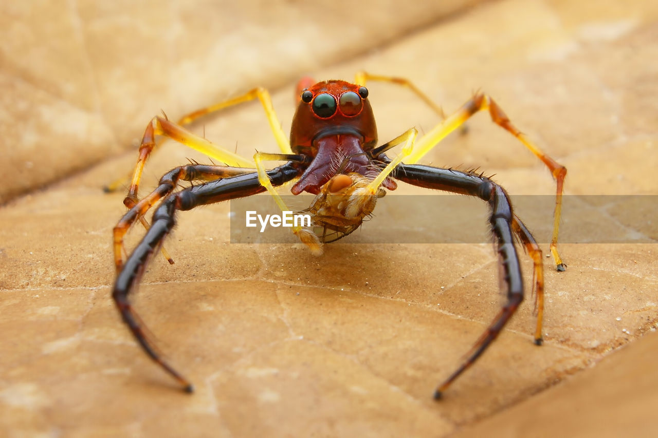 CLOSE-UP OF SPIDER ON WEB