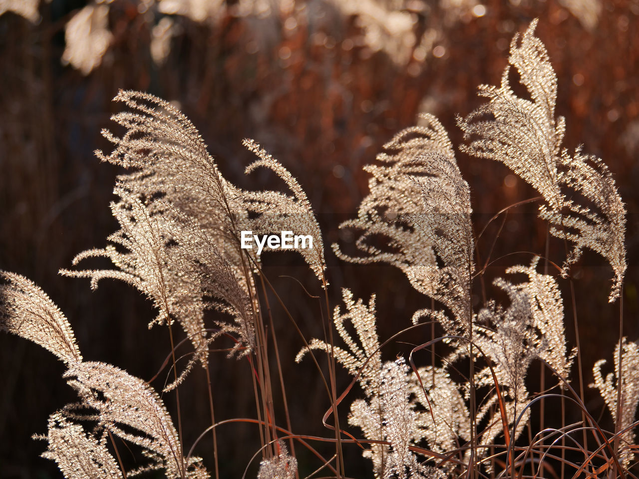 Close-up of leaves on field