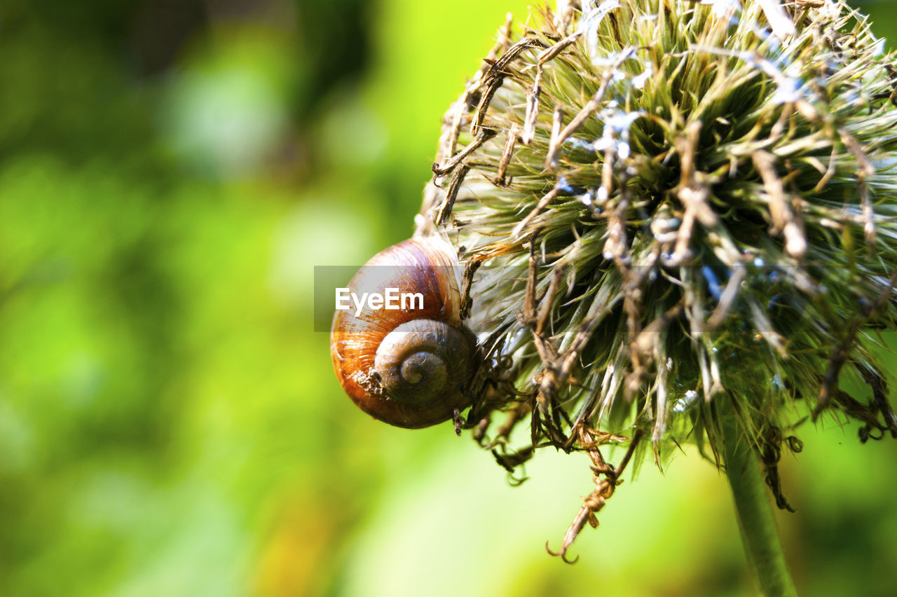 CLOSE-UP OF SNAIL