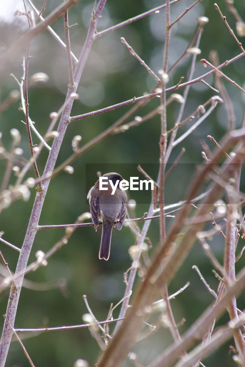 CLOSE-UP OF A BIRD PERCHING ON BRANCH