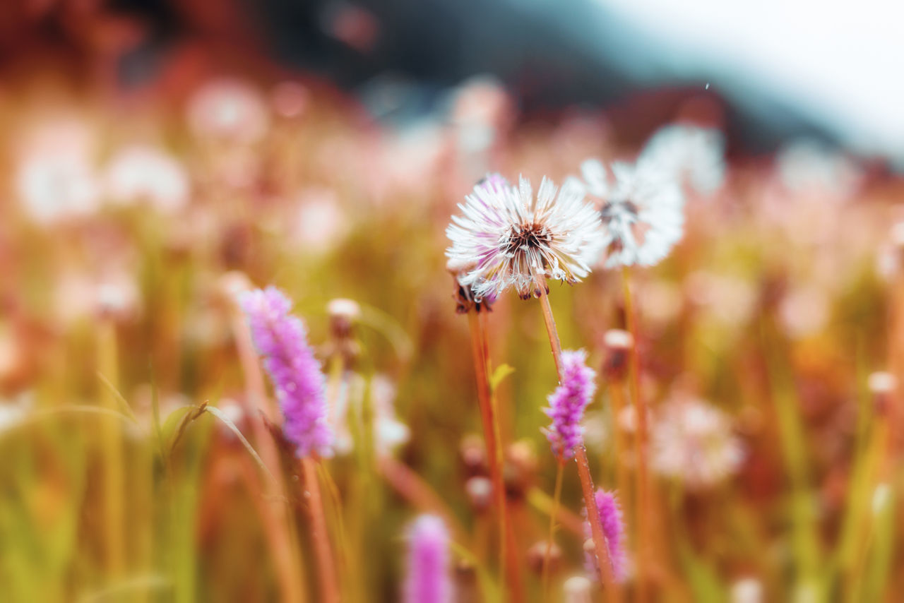 Close-up of wildflowers