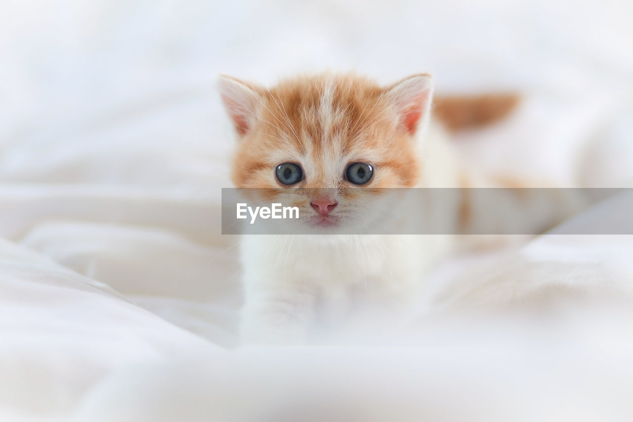portrait of cat sitting on bed