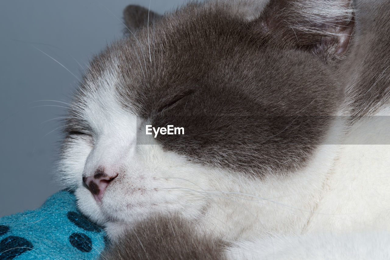 Close-up of a cat during sleeping