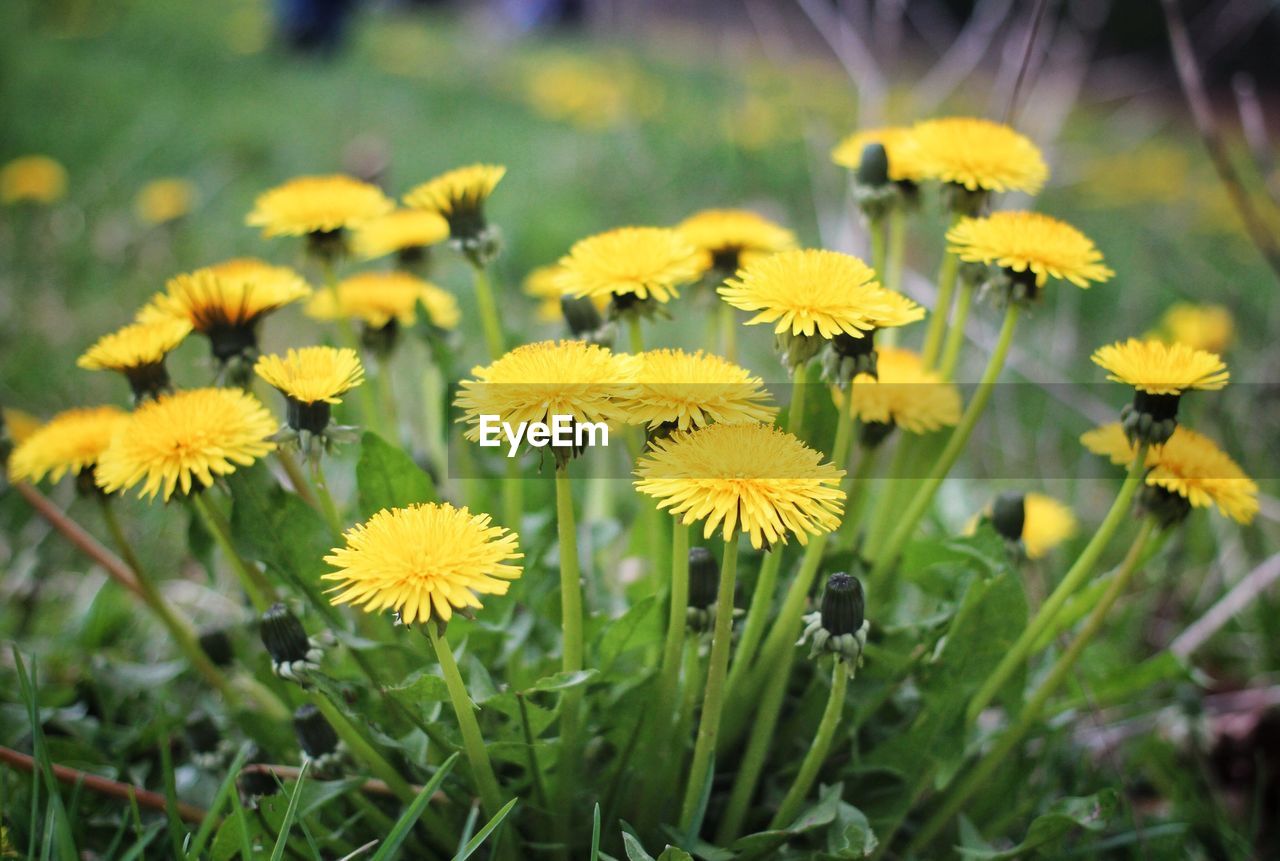 Close-up of chrysanthemum yellow flowers