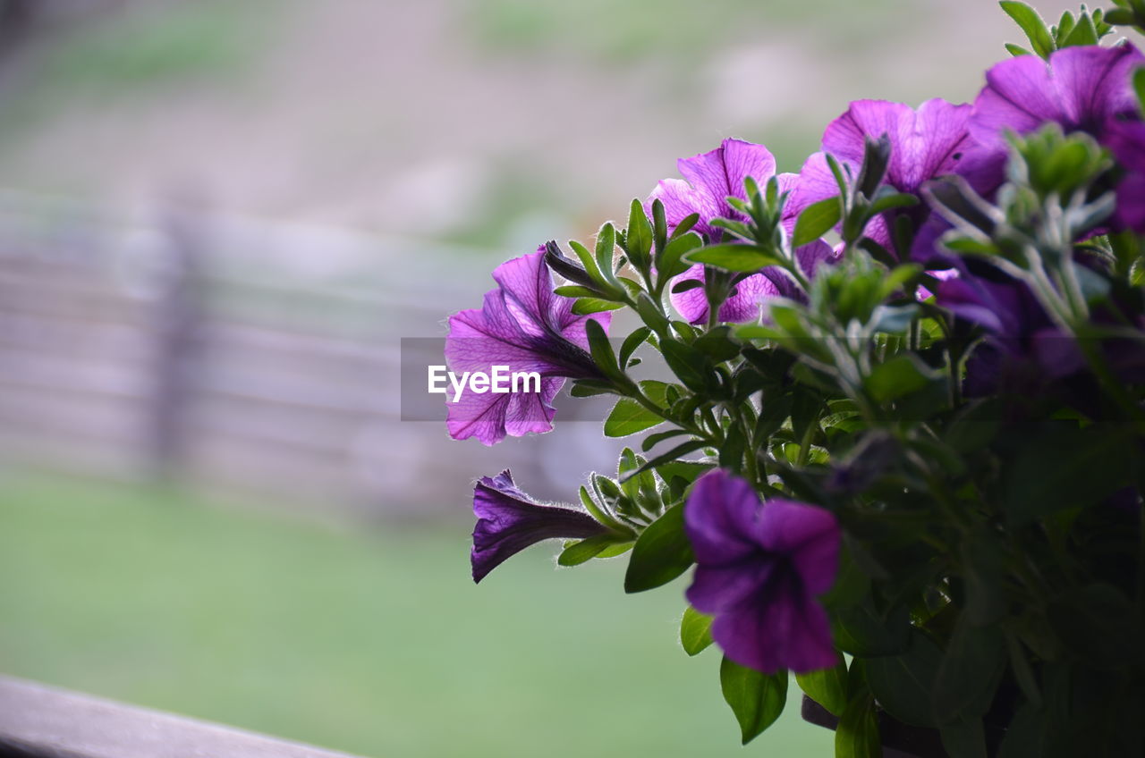 Close-up of pink flowers growing on plant