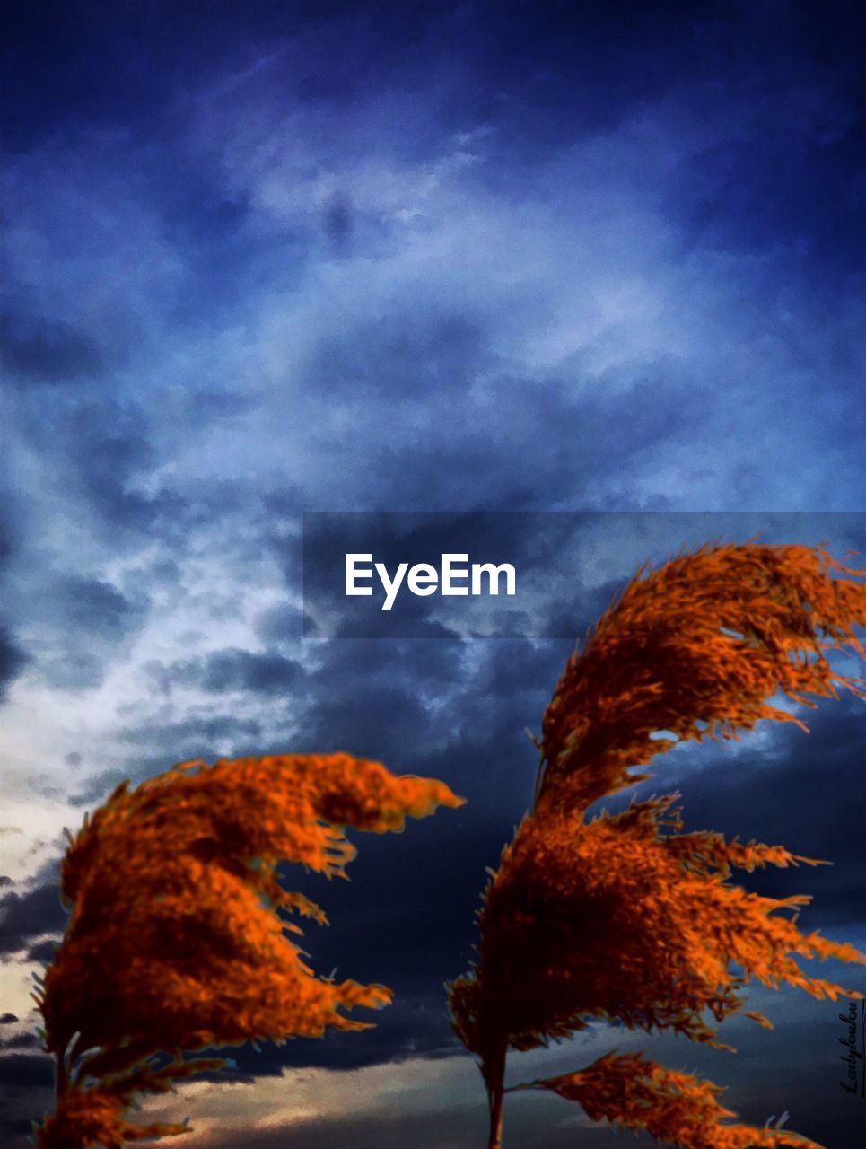 LOW ANGLE VIEW OF TREE AGAINST SKY AT SUNSET